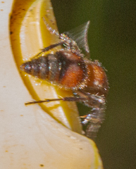 Myrmilloides grandiceps