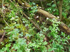Drymocallis rupestris