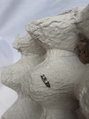 Notocelia trimaculana