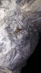 Dolichopoda azami ligustica