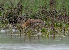 Limosa limosa