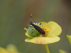 Dicranocephalus albipes