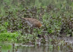 Limosa limosa