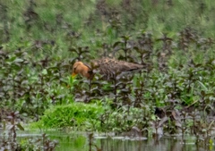 Limosa limosa