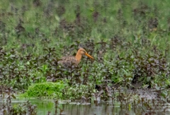 Limosa limosa