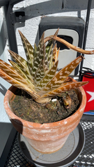 Gonialoe