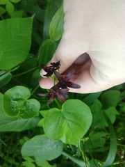 Matelea carolinensis