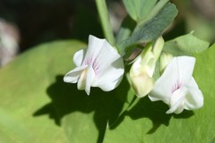 Lathyrus lanszwertii