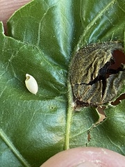 Dryocosmus quercusnotha