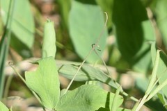 Lathyrus lanszwertii
