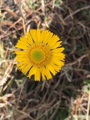 Helenium pinnatifidum