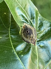 Dryocosmus quercusnotha