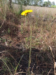 Helenium pinnatifidum