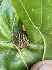 Dryocosmus quercusnotha