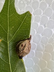 Dryocosmus quercusnotha