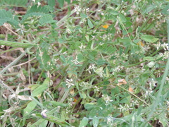 Melilotus neapolitanus