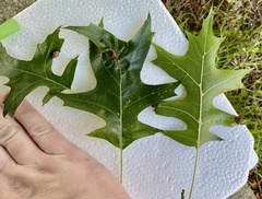 Dryocosmus quercusnotha