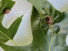 Dryocosmus quercusnotha