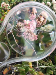 Eriogonum parvifolium