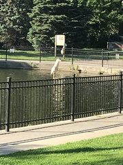 Nycticorax nycticorax