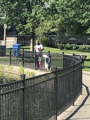 Nycticorax nycticorax