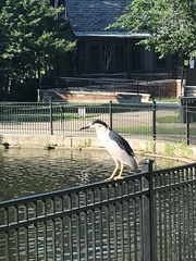 Nycticorax nycticorax