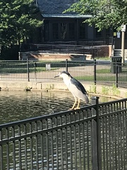 Nycticorax nycticorax