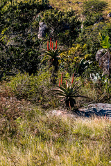 Aloe candelabrum