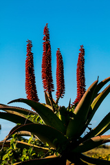 Aloe candelabrum