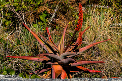 Aloe candelabrum