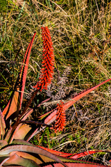 Aloe candelabrum