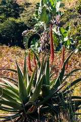 Aloe candelabrum