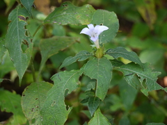Barleria terminalis