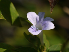 Barleria terminalis