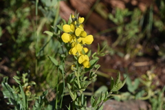 Thermopsis divaricarpa
