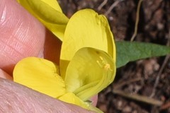 Thermopsis divaricarpa