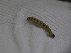 Yponomeuta mahalebella