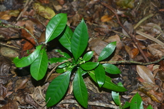 Psychotria manillensis
