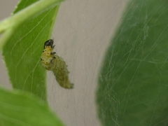 Yponomeuta mahalebella