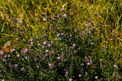 Athrixia phylicoides