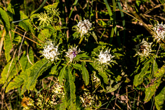 Baccharoides adoensis