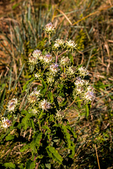 Baccharoides adoensis