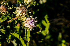 Baccharoides adoensis