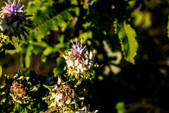 Baccharoides adoensis