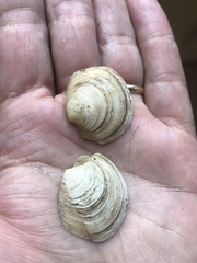 Phacoides pectinatus