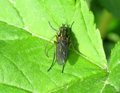 Dolichopus nigricornis