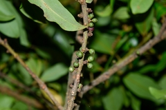 Myrsine coriacea