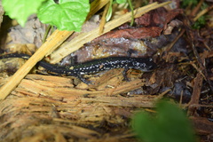 Plethodon aureolus