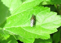 Dolichopus nigricornis