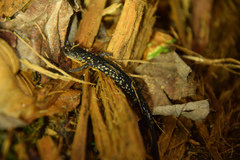Plethodon aureolus